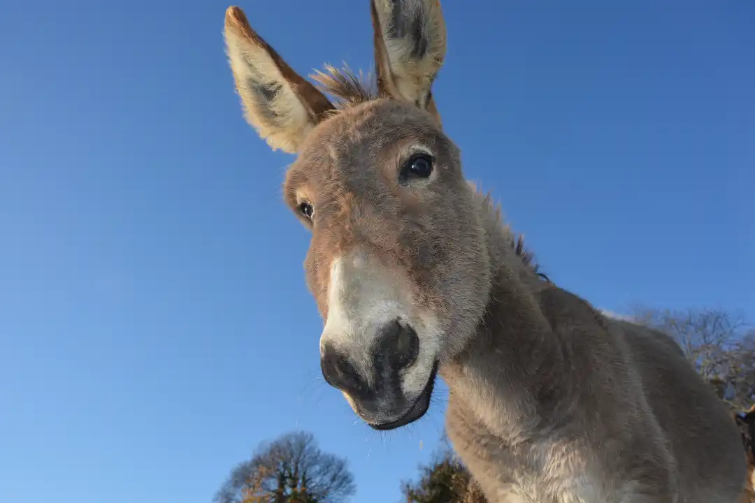 Esel Portrait