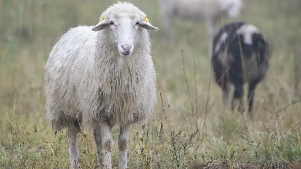 Schaf Herde auf der Weide